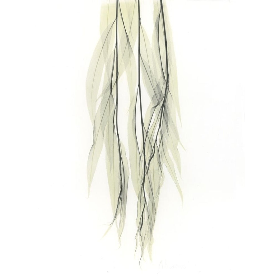 Weeping Willow Poster Print by Albert Koetsier Image 1