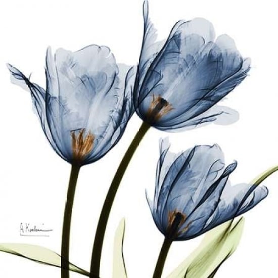 Blue Tulips C54 Poster Print by Albert Koetsier Image 2