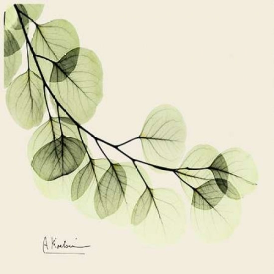 Eucalyptus Poster Print by Albert Koetsier Image 2