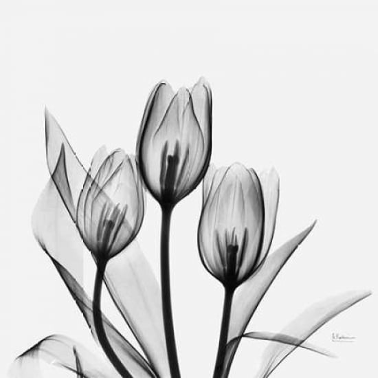 Tulips Poster Print by Albert Koetsier Image 1