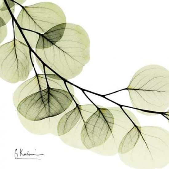 Mint Eucalyptus 2 Poster Print by Albert Koetsier Image 1