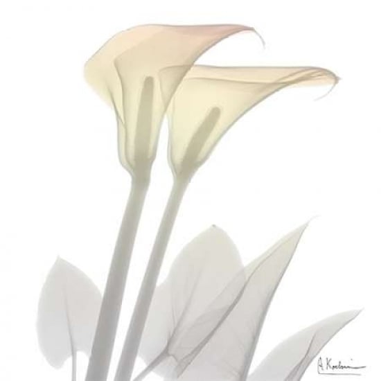 Sunday Morning Calla Lily Poster Print by Albert Koetsier Image 1