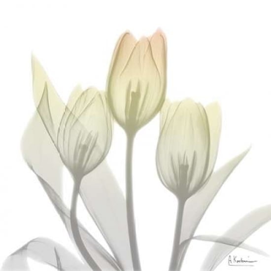 Sunday Morning Tulips Two Poster Print by Albert Koetsier Image 1