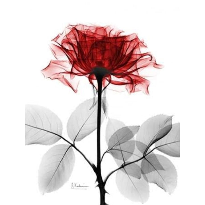 Rose 18 Poster Print by Albert Koetsier Image 2