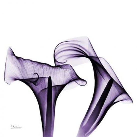 Violet Calla Twins Poster Print by Albert Koetsier Image 1