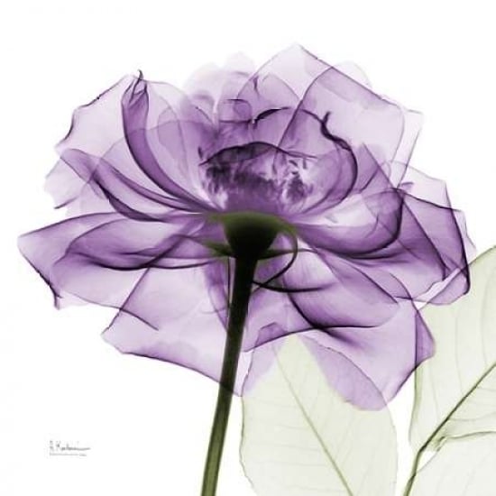 purpleRose Poster Print by Albert Koetsier Image 2