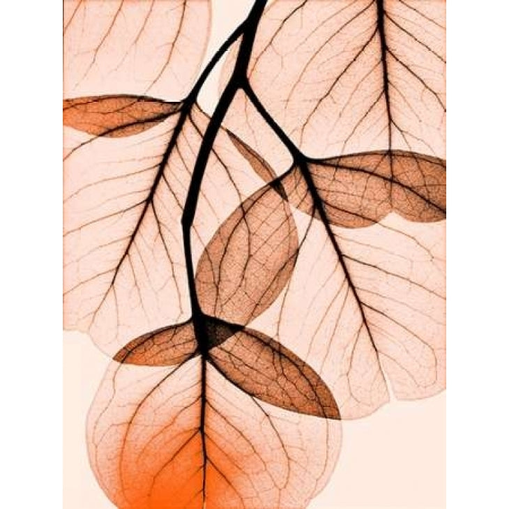 Orange Eucalyptus Poster Print by Albert Koetsier Image 1