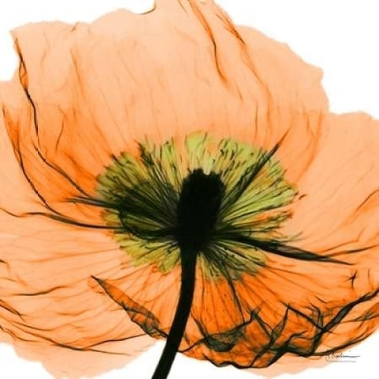 Poppy Orange Poster Print by Albert Koetsier Image 2