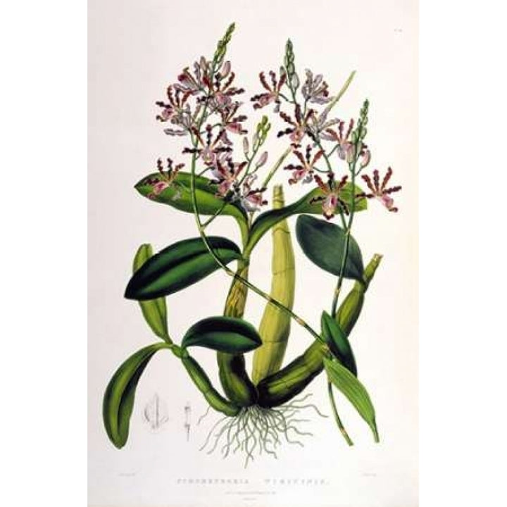 Orchid Schomburgkia Tibicinus Poster Print by Augusta Withers Image 1