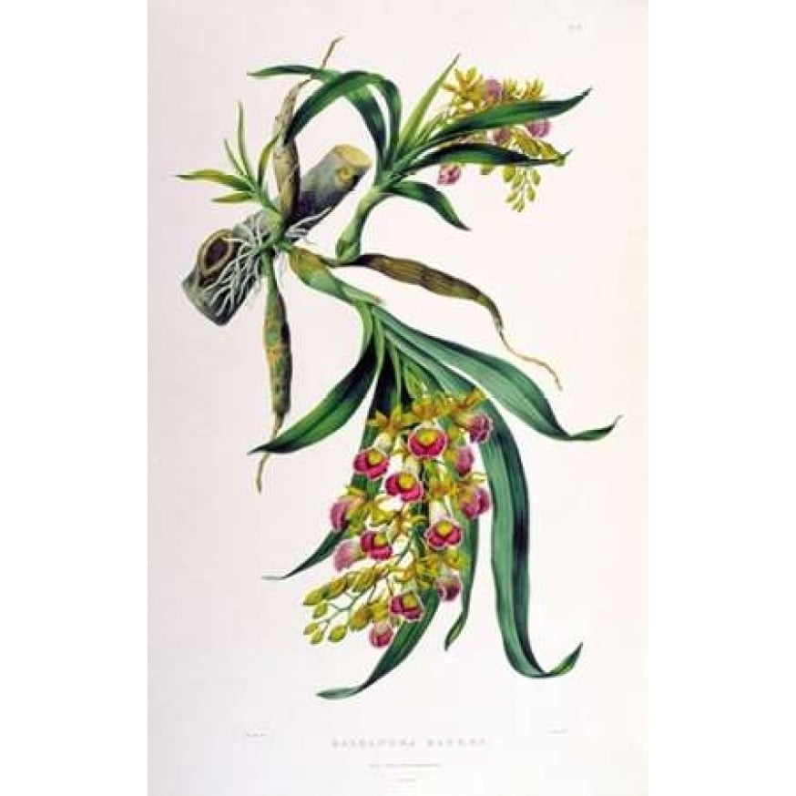 Orchid Galeandra Baueri Poster Print by Augusta Withers Image 2