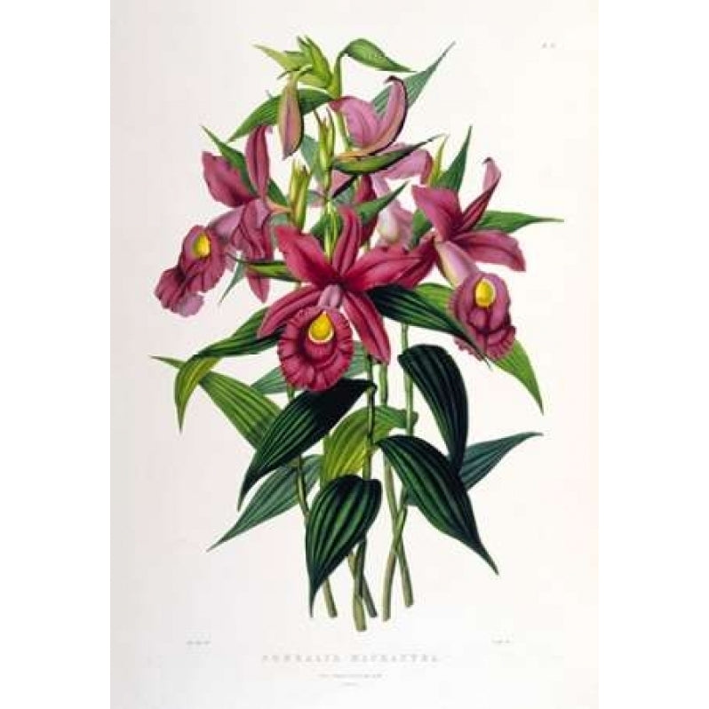 Orchid Sobralia Macrantha Poster Print by Augusta Withers Image 2