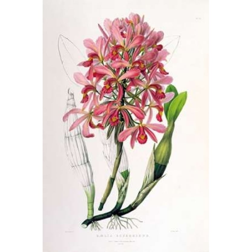 Orchid Laelia Superbiens Poster Print by Augusta Withers Image 1