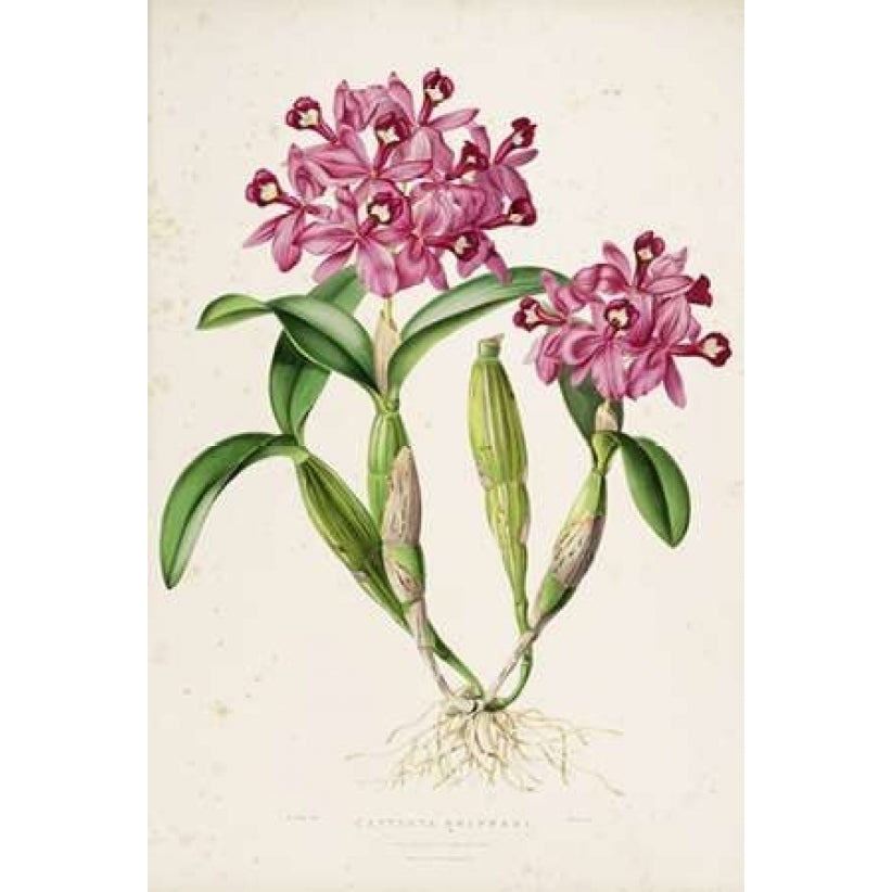 Orchid Catleya Skinneri Poster Print by Augusta Withers Image 2