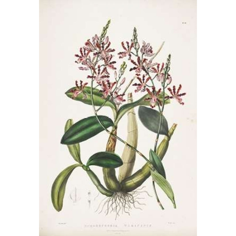 Orchid Schomburgkia Tibicinis Poster Print by Augusta Withers Image 2