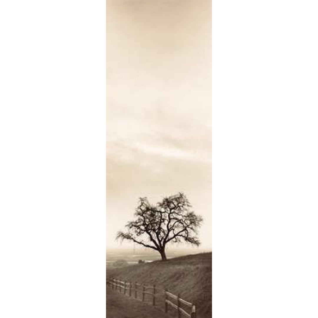 Sentinel Oak Tree Poster Print by Alan Blaustein Image 1