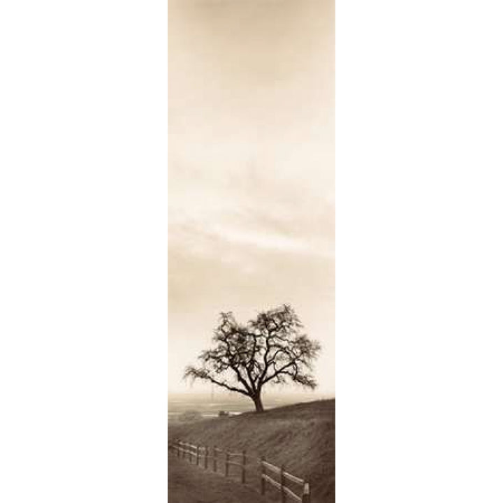 Sentinel Oak Tree Poster Print by Alan Blaustein Image 2