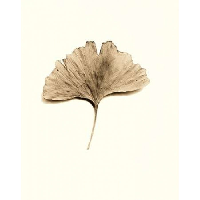 Ginkgo Leaf Poster Print by Alan Blaustein Image 1