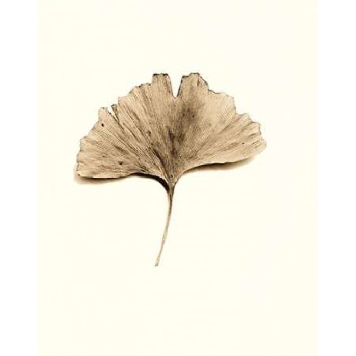 Ginkgo Leaf Poster Print by Alan Blaustein Image 2