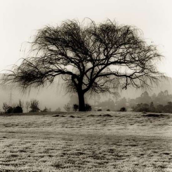 Willow Tree Poster Print by Alan Blaustein Image 1