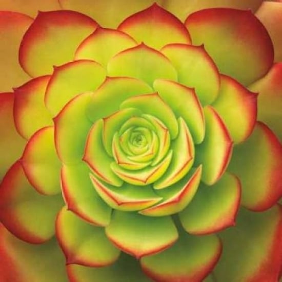 Fiery Succulent Poster Print by Jan Bell Image 1