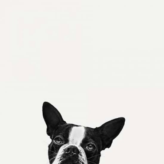 Loyalty Poster Print by Jon Bertelli Image 1