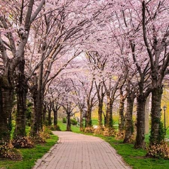 Cherry Blossom Trail Poster Print by Chuck Burdick Image 1