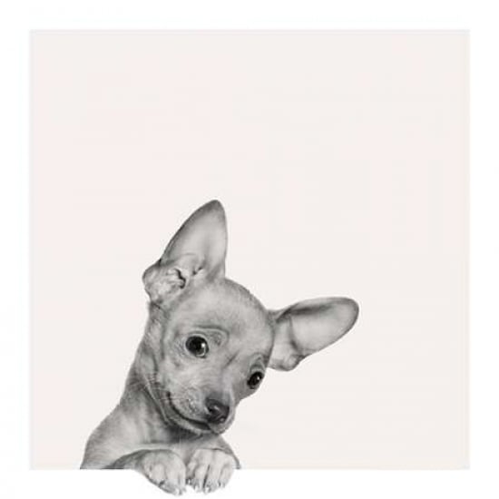 Sweet Chihuahua Poster Print by Jon Bertelli Image 1