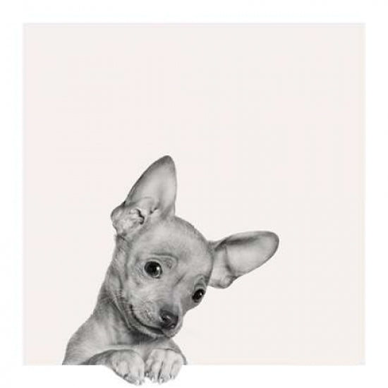 Sweet Chihuahua Poster Print by Jon Bertelli Image 2