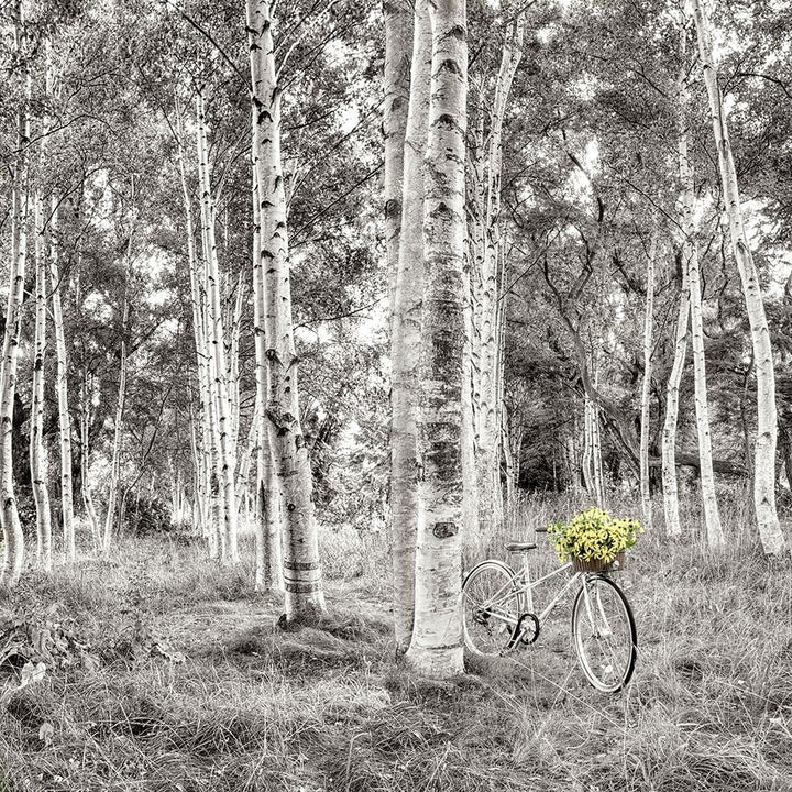 Sunflower Bicycle Ride Poster Print by Alan Blaustein Image 1