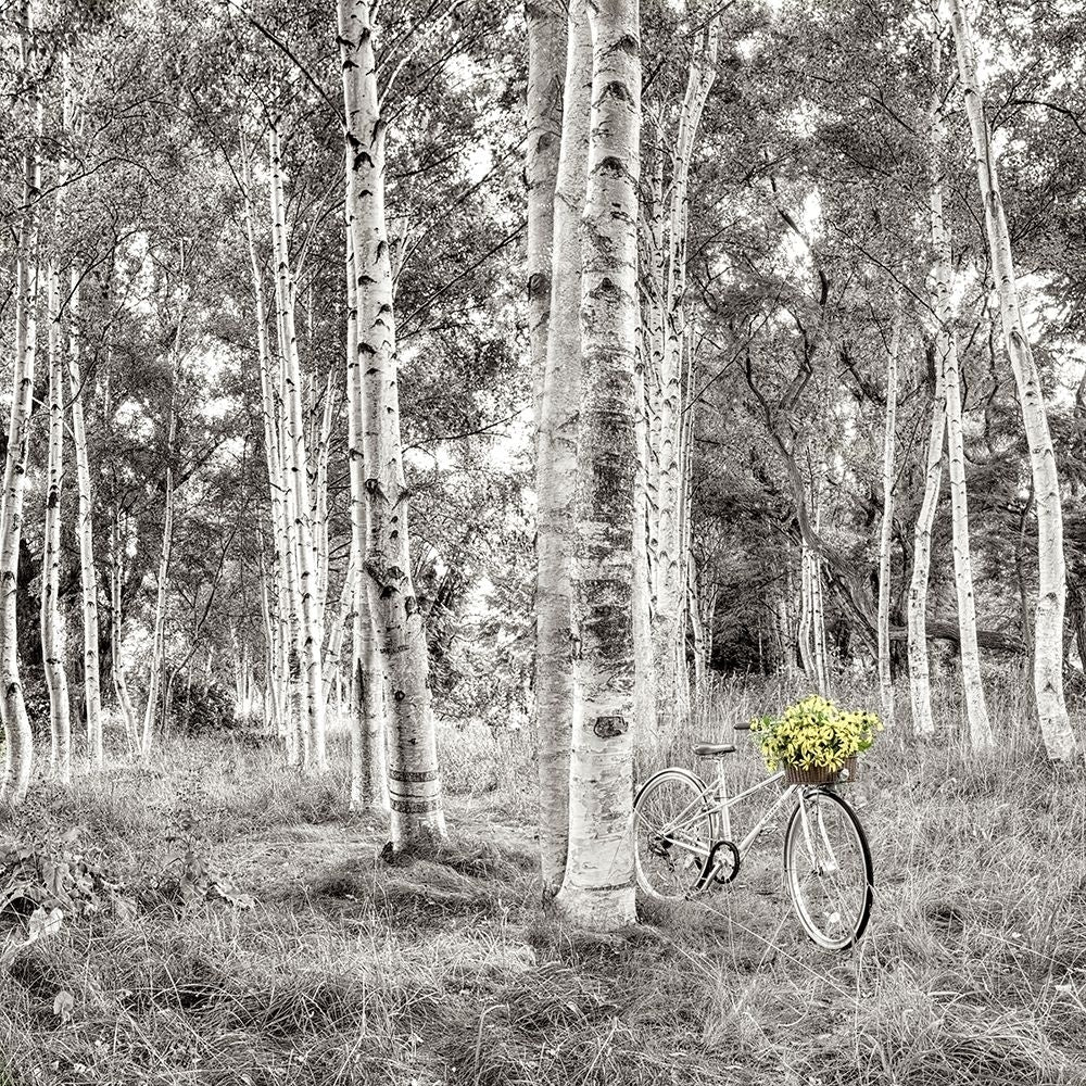 Sunflower Bicycle Ride Poster Print by Alan Blaustein Image 2