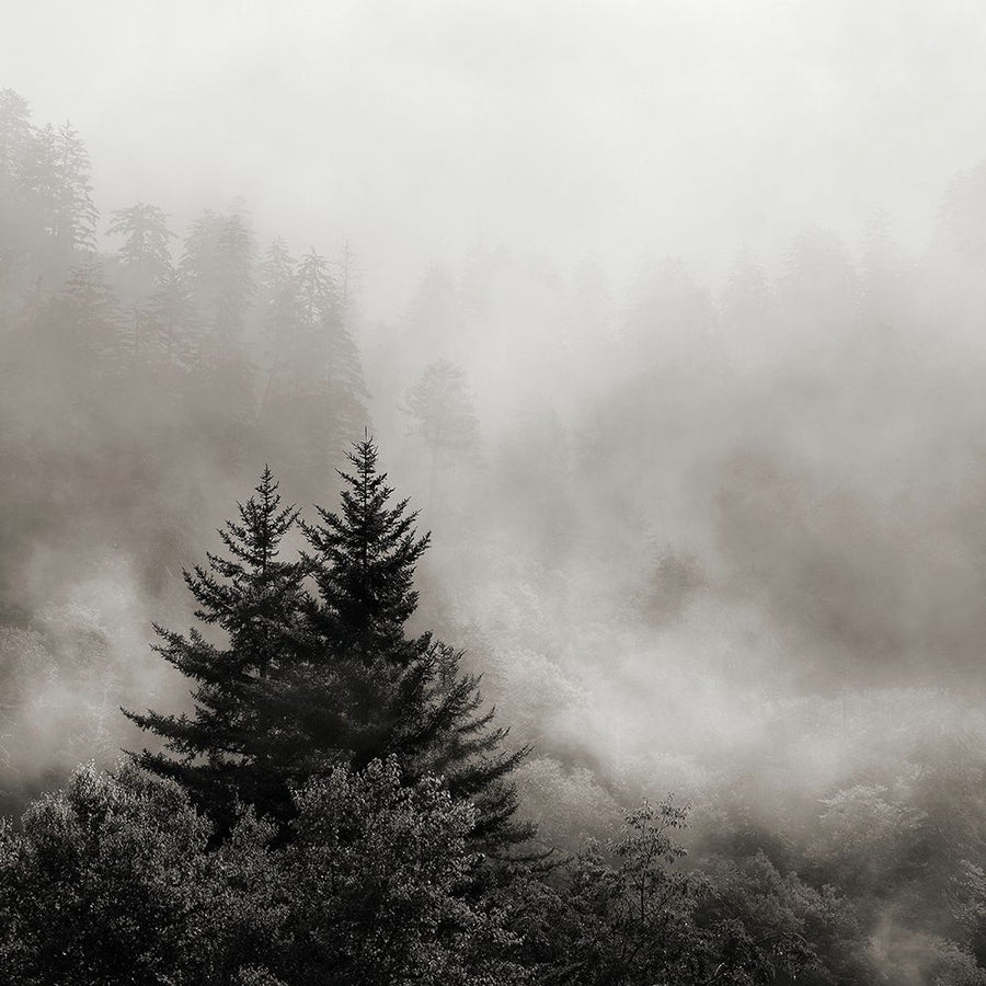 Rising Mist Smoky Mountains Poster Print by Nicholas Bell Image 1