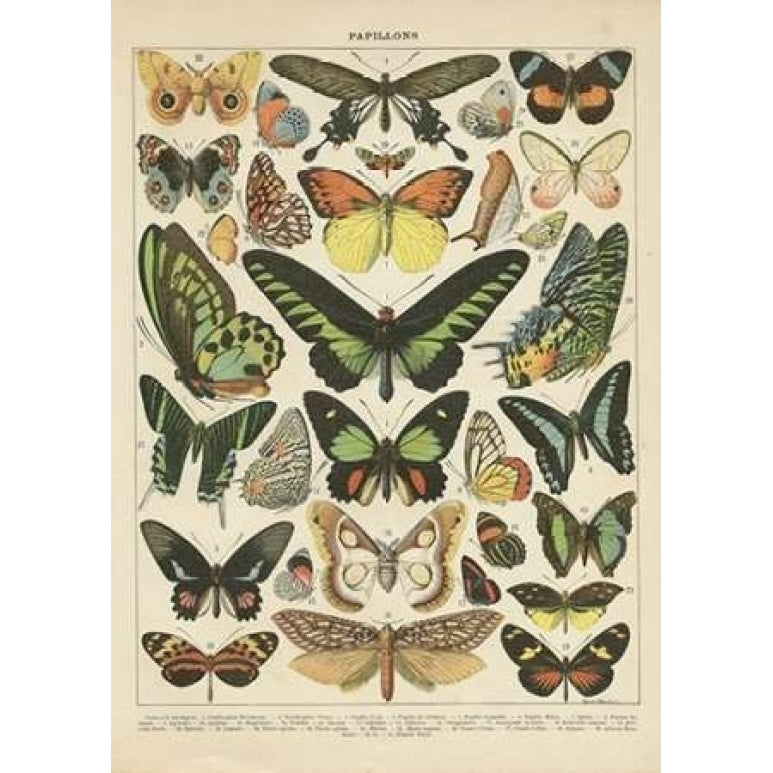 Papillons II Poster Print by Gwendolyn Babbitt Image 1