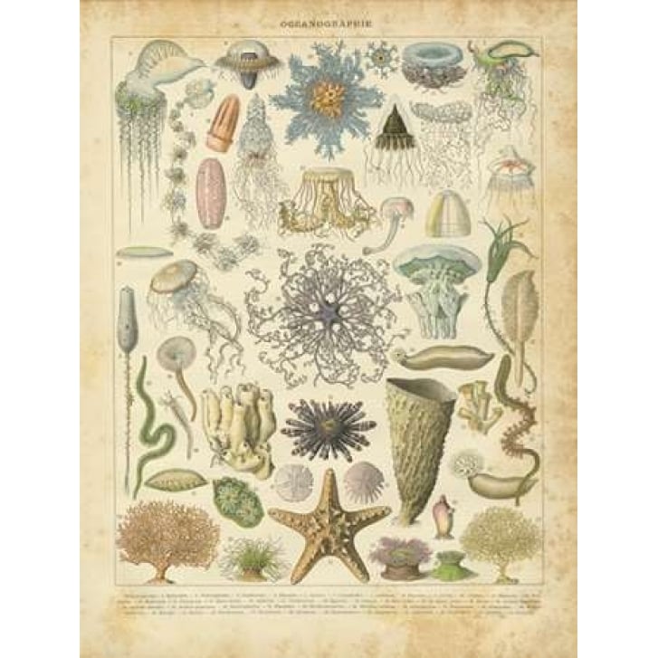 Oceanographie Poster Print by Gwendolyn Babbitt Image 1