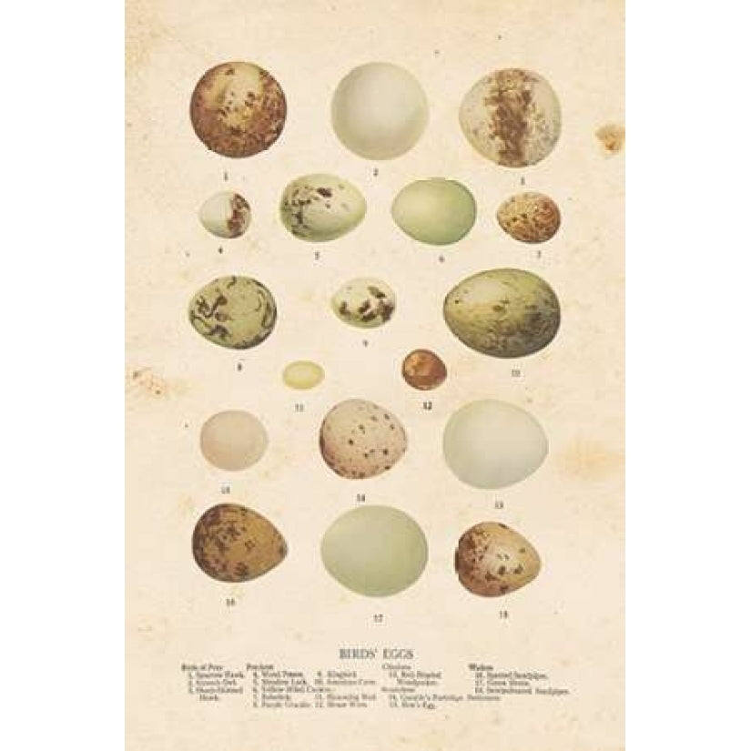 Birds Eggs II Poster Print by Gwendolyn Babbitt Image 1