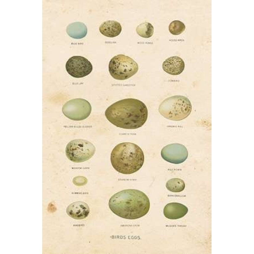 Birds Eggs I Poster Print by Gwendolyn Babbitt Image 2