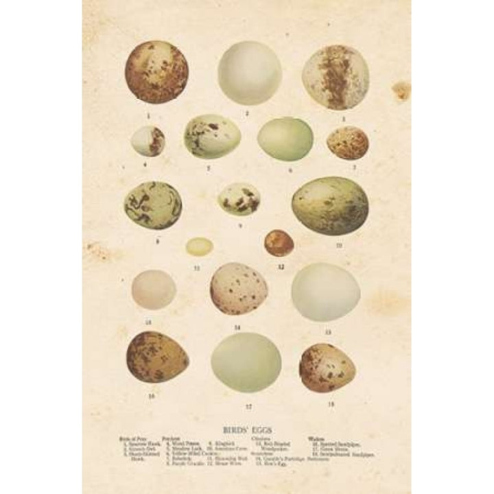 Birds Eggs II Poster Print by Gwendolyn Babbitt Image 2