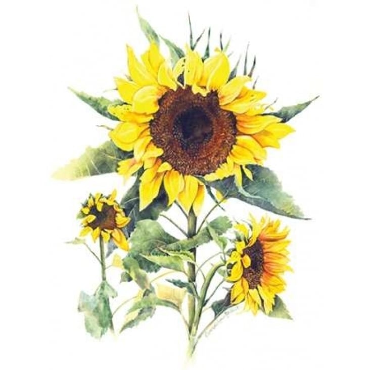 Sunflowers Poster Print by Gwendolyn Babbitt Image 1