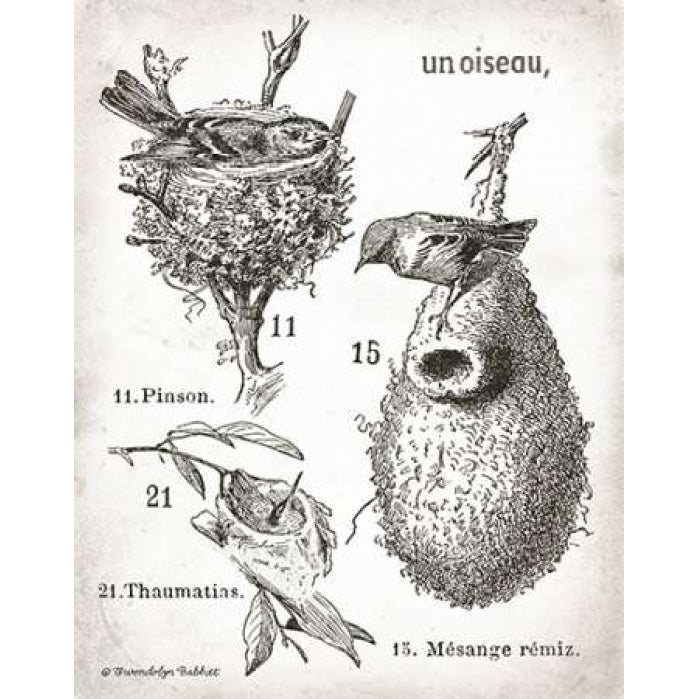 French Birdnests Poster Print by Gwendolyn Babbitt Image 1