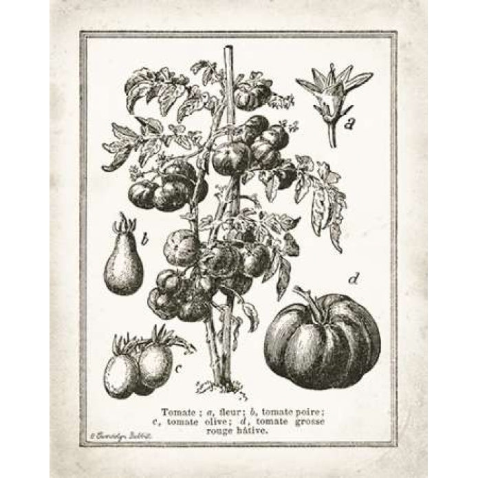 French Tomatoes Poster Print by Gwendolyn Babbitt Image 2