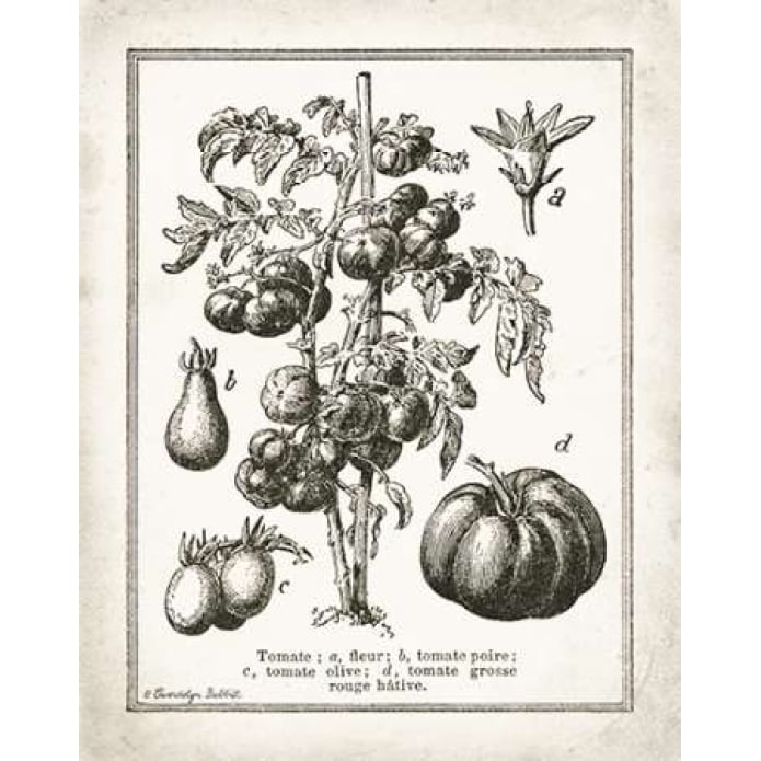 French Tomatoes Poster Print by Gwendolyn Babbitt Image 1