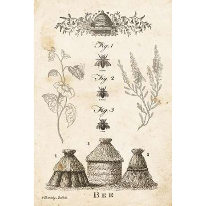 Bee Chart II Poster Print by Gwendolyn Babbitt Image 1