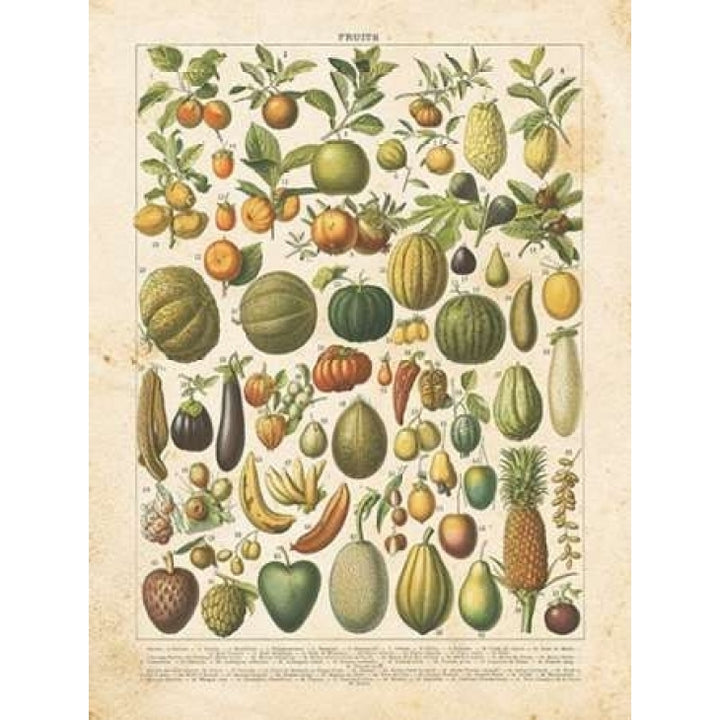 French Fruit Chart Poster Print by Gwendolyn Babbitt Image 1