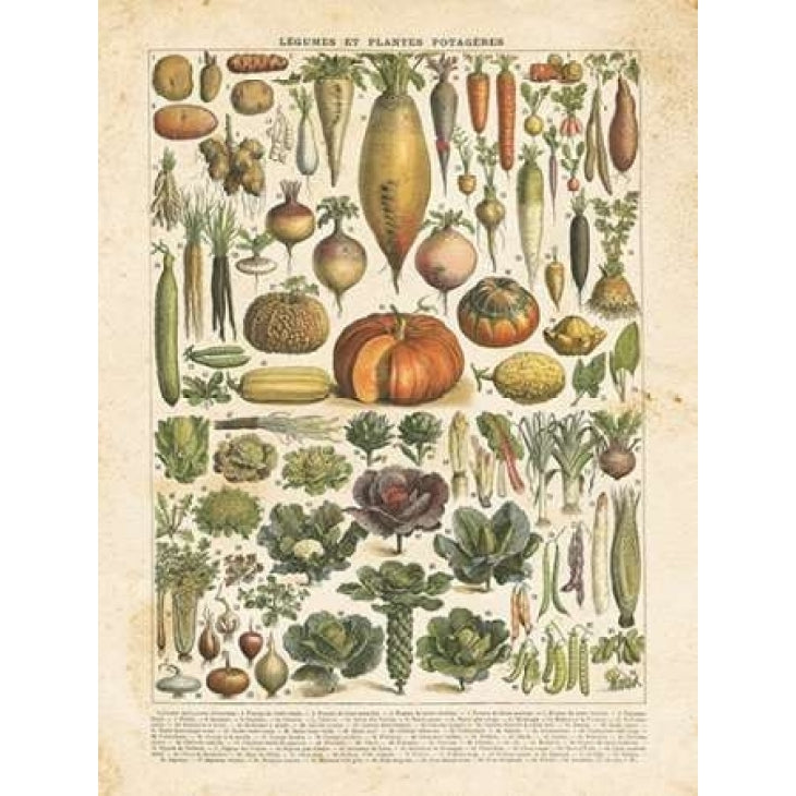 French Vegetable Chart Poster Print by Gwendolyn Babbitt Image 1