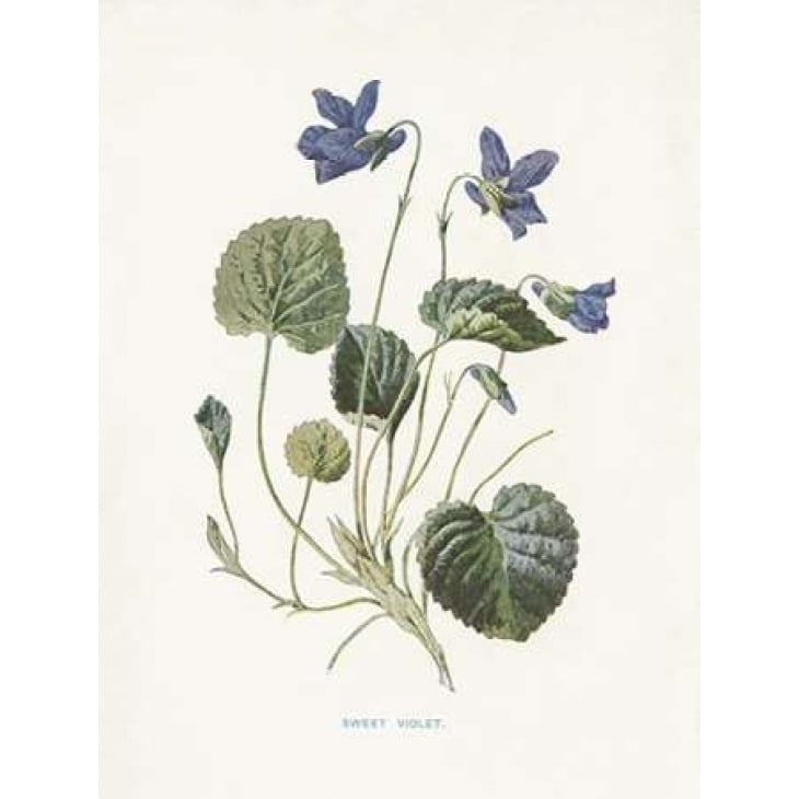 Sweet Violets Poster Print by Gwendolyn Babbitt Image 1