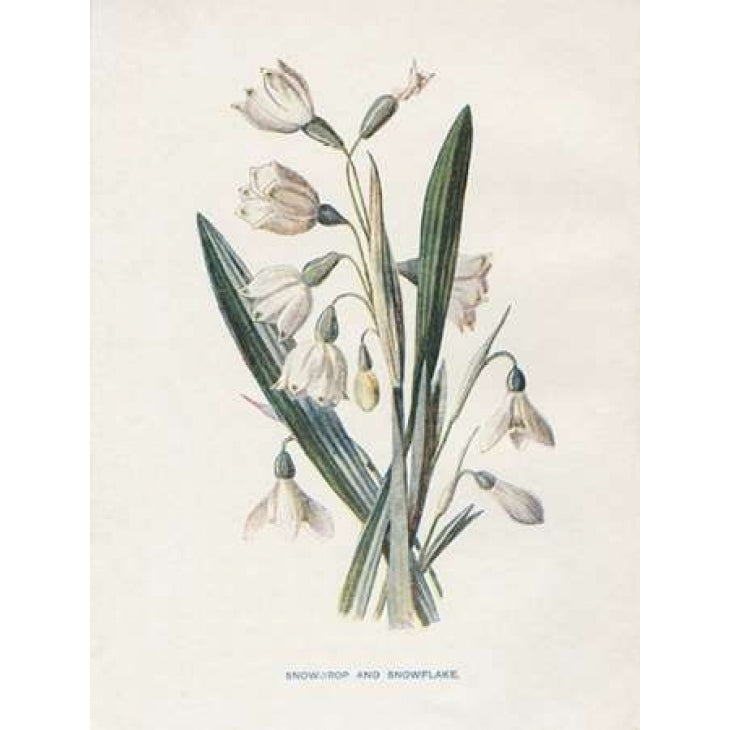 Snowdrop and Snowflake Poster Print by Gwendolyn Babbitt Image 1