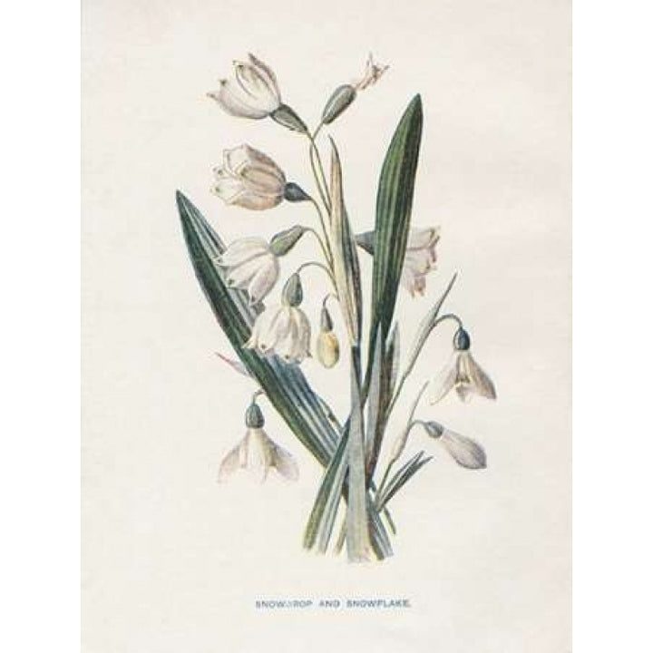 Snowdrop and Snowflake Poster Print by Gwendolyn Babbitt Image 2