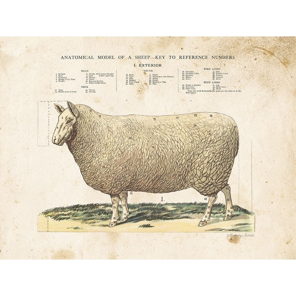 Anatomical Model Sheep Poster Print by Gwendolyn Babbitt Image 1