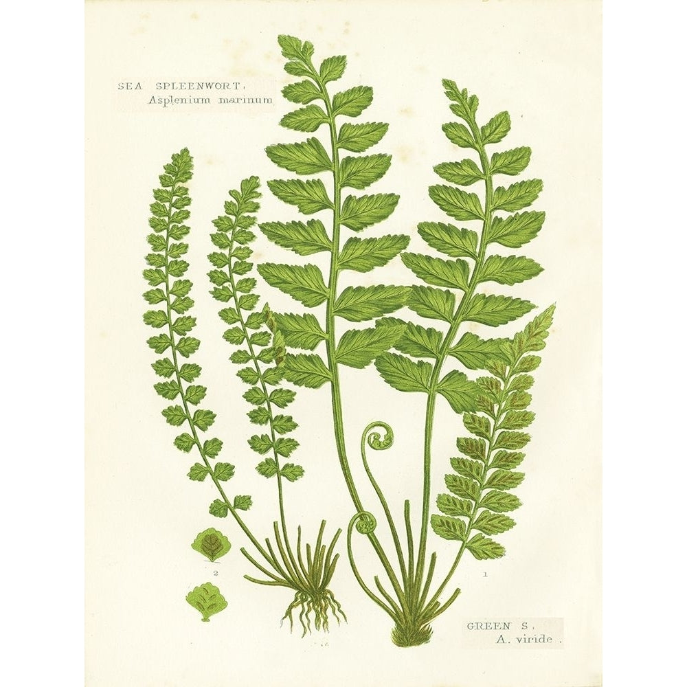 Fern II Poster Print by Gwendolyn Babbitt Image 1