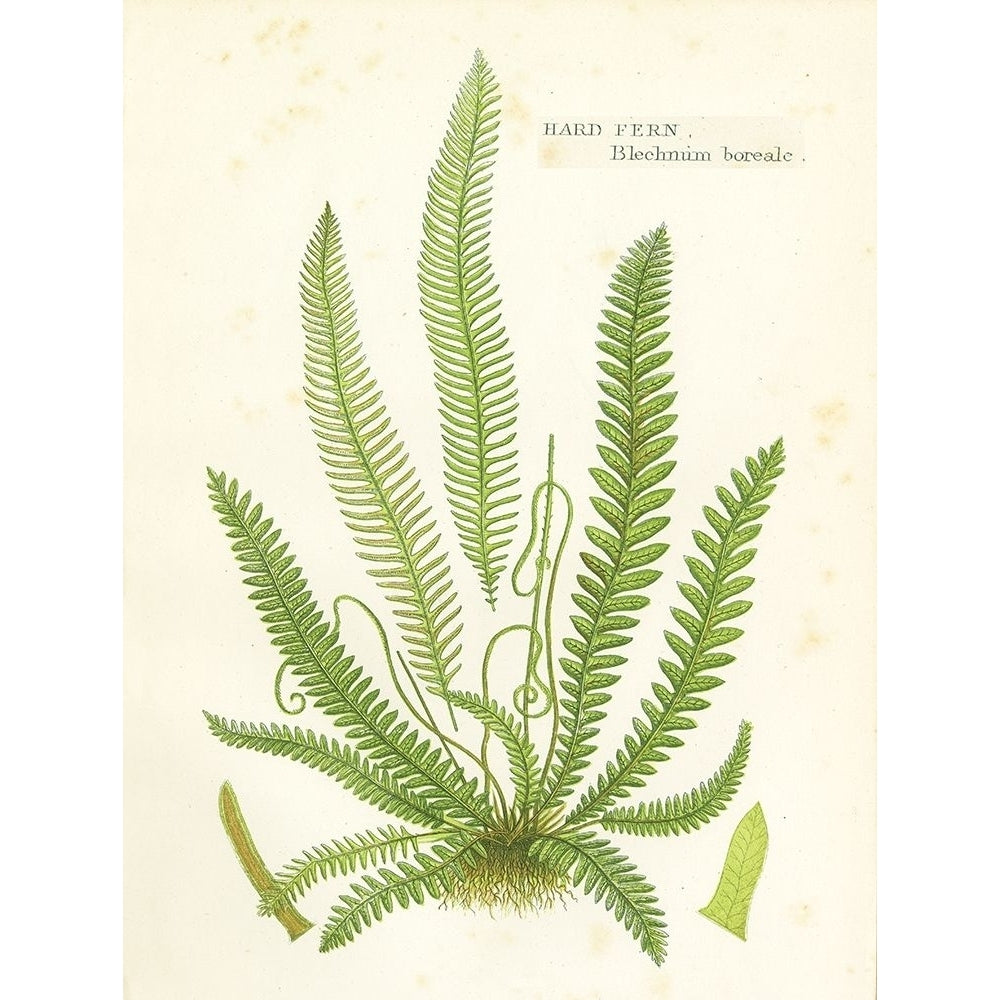 Fern I Poster Print by Gwendolyn Babbitt Image 1