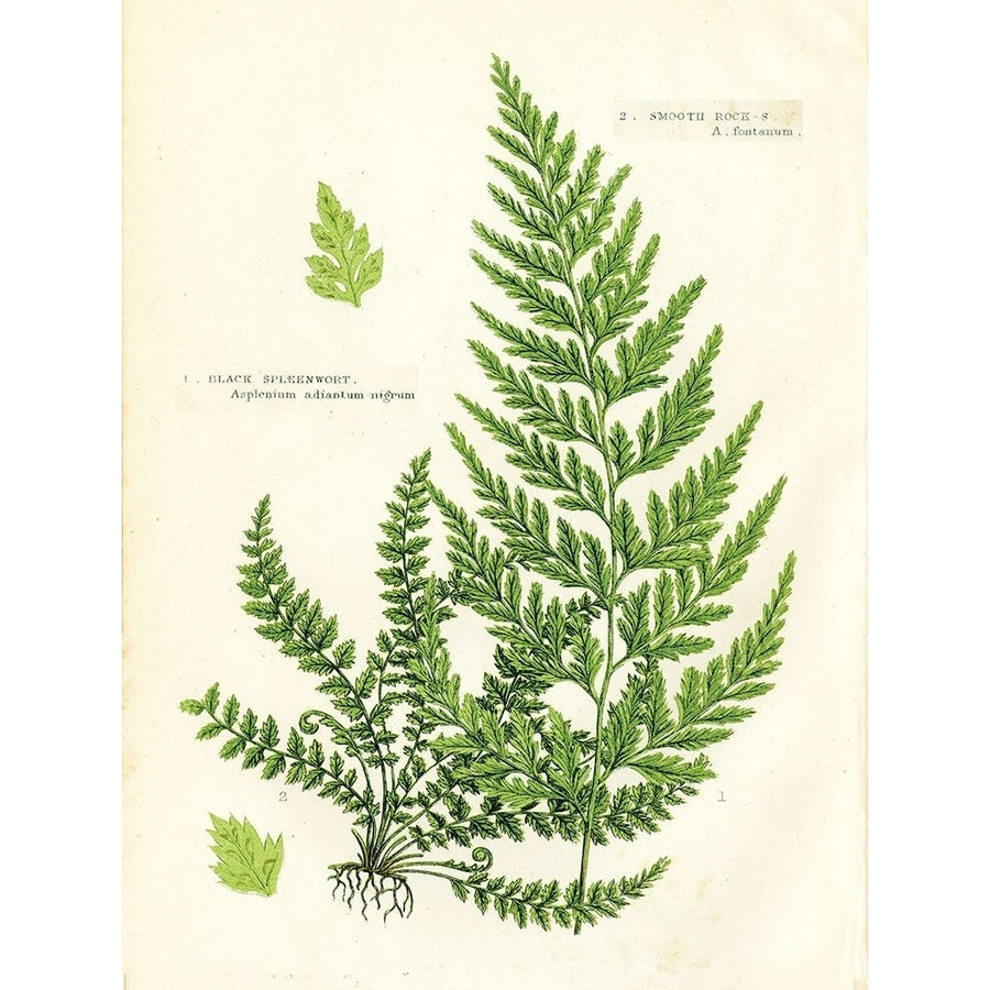 Fern IV Poster Print by Gwendolyn Babbitt Image 1